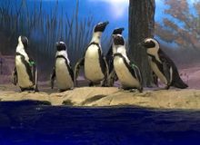 Endangered African Penguins at New 