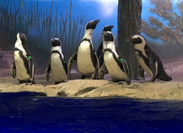 Endangered African Penguins at New 