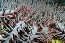 Crown of Thorns Starfish