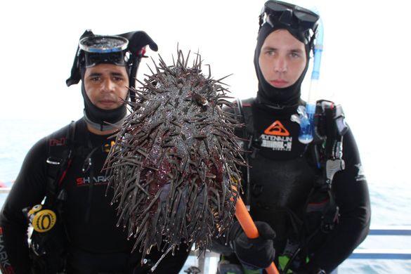 Gabriel Stephen and John Kinbacher carrying a CoTS after a culling expedition