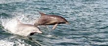 Wild Mandurah Dolphins