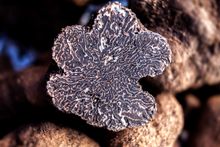 The Truffle Festival – Canberra Region 