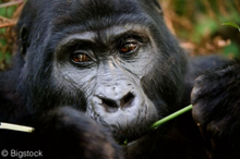 Virunga environs