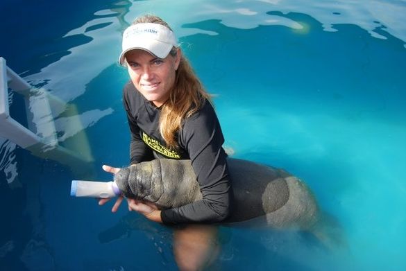 Rescued baby manatee being nursed back to health at Miami Seaquarium