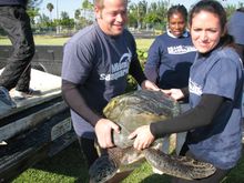 Rehabilitated sea turtle being released at Miami Seaquarium