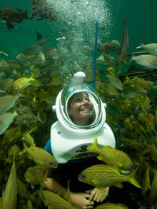 Sea Trek Reef Encounter at Miami Seaquarium