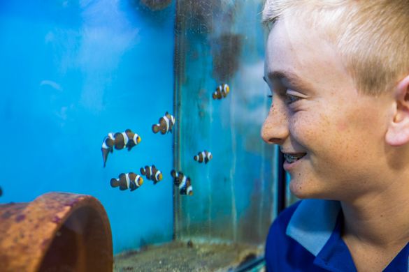 Xavier Hood watches over the baby clownfish him and his fellow classmates help breed Xavier Hood watches over the baby clownfish him and his fellow classmates help breed