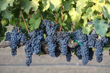 Sonoma County's wine industry is poised to become 100 percent sustainable by 2019.