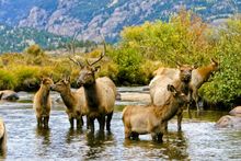 Elk in fall in Rocky Mountain National Park
