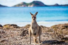 Kangaroo at Lucky Bay in Cape Le Grand National Park