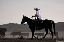 Colorado Cattle Company