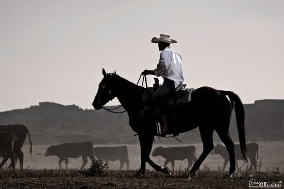 Colorado Cattle Company