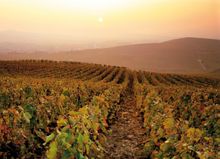 Champagne vineyards
