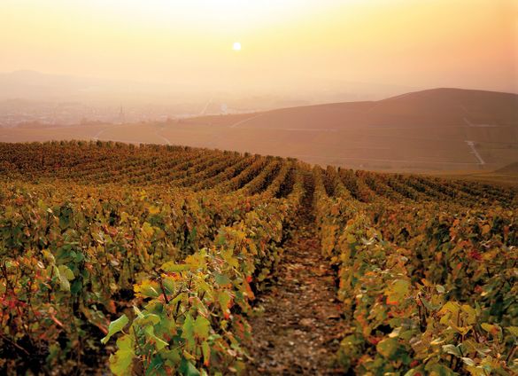 Champagne vineyards
