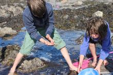 Rockpool Explorer at St Michael's Mount