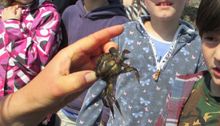 Rockpool Explorer at St Michael's Mount