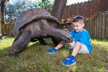 Aldabra tortoise encounter