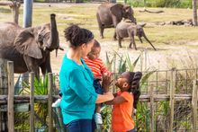 African elephant overlook