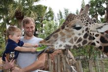 Giraffe feeding platform
