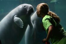 Manatee Hospital and Aquatic Center
