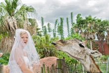 Wedding - giraffe encounter