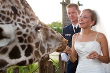 Wedding - giraffe encounter (2)