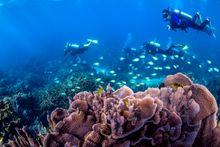 Scuba diving in Coral Bay