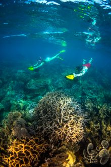 Snorkelling the Maze at Coral Bay