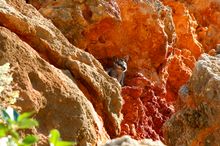 Black Footed Rock Wallaby - Cape Range National Park