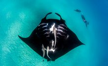 Manta Rays of Coral Bay