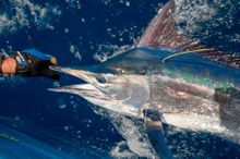 Tagged black marlin 