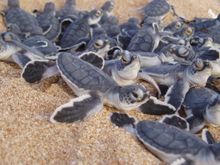 Green turtle hatchlings at Ningaloo Reef, Australia�s Coral Coast (image courtesy of Kate Fitzgerald/DEC)