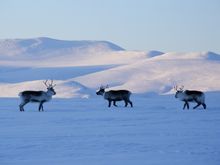 Icehotel/Icehotel 365 - Enoks wilderness cabins