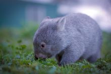 Cuteness Alert! Derek the Wombat