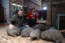 Kate Mooney's wombat family
