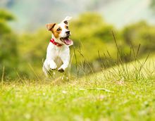 Dogs are now welcome at YHAs throughout England and Wales