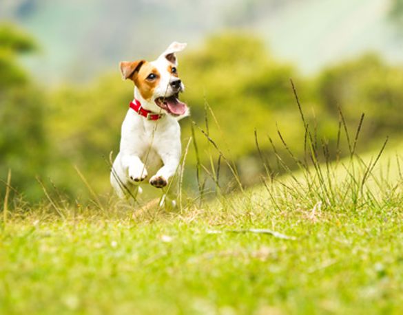 Dogs are now welcome at YHAs throughout England and Wales
