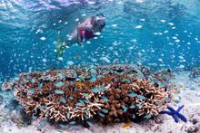 Wakatobi Snorkeler on house reef Walt Stearns