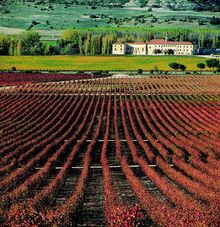 Bodega Vega Sicilia (Spain) - Vineyards
