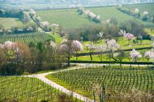 Neustadt German Wine Route