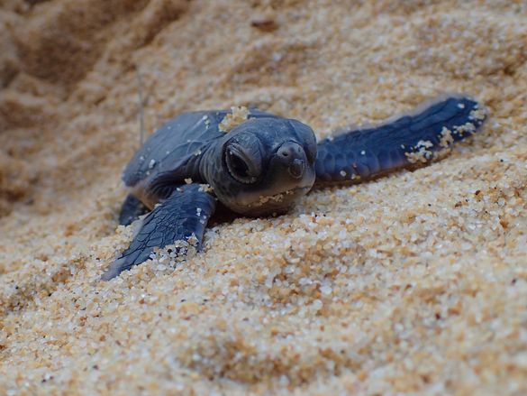 Turtle - Baby Hatchling ready to be released