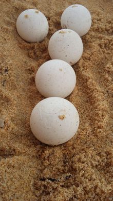 Turtle eggs at the hatchery 
