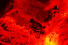 Hatchlings under red light in the night 
