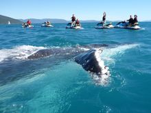 Whales Say Hello in the Whitsundays