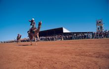 A trainer and his mighty stead at the 2015 Boulia Camel Races