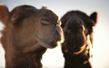 It's hard to believe these faces have a reputation for stubbornness and spitting!