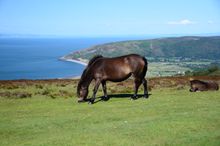 Exmoor Pony, Exmoor