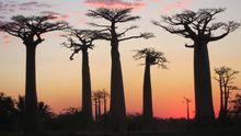 Madagascar