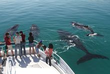Everywhere you look there's Whales