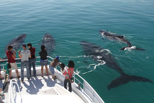 Everywhere you look there\'s Whales
